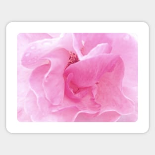 Soft pink rose in close up Sticker